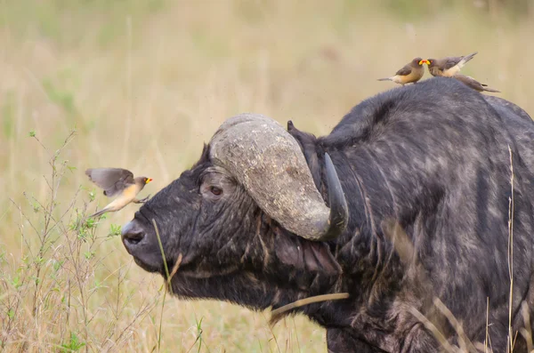 Buffalo ve oxpecker