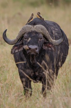 oxpecker buffalos burun içinde