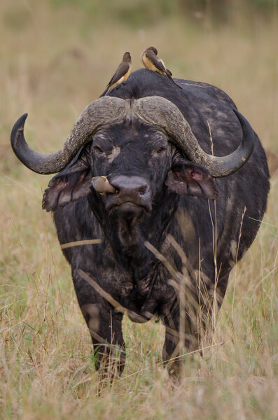 Окспекер в носу у буйвола
