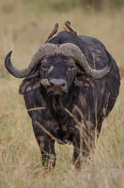 Oxpecker no nariz de búfalos Fotos De Bancos De Imagens