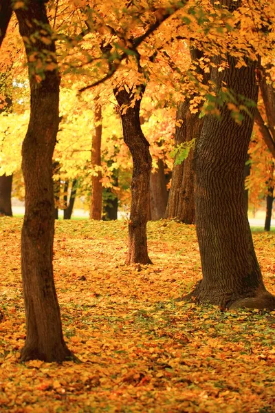 秋天一棵树在森林中的分支 — 图库照片