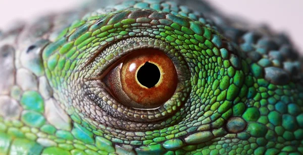 Iguana szem Jogdíjmentes Stock Képek