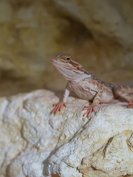 Bearded dragons — Stock Photo, Image