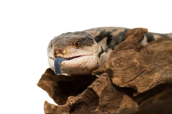 Blue tongued skink — Stock Photo, Image