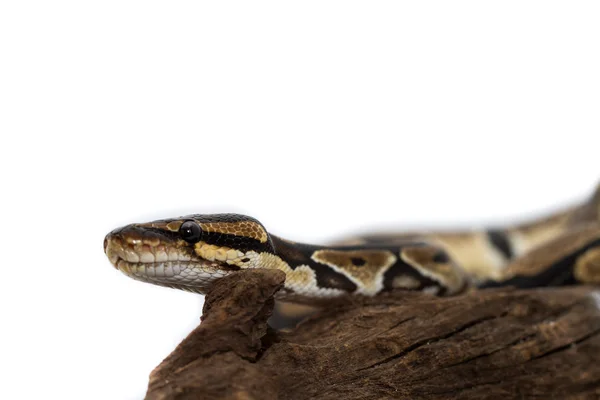 Kungspyton närbild (Python Regius) — Stockfoto