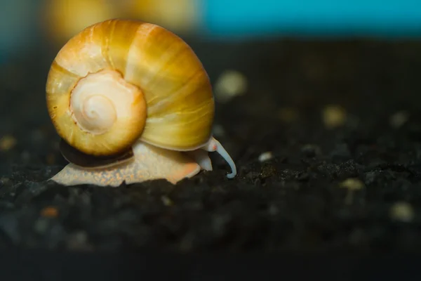 Escargot de pomme jaune — Photo