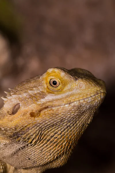 턱수염이 난된 용 — 스톡 사진