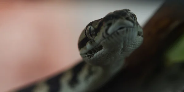 Jungle carpet python — Stock Photo, Image