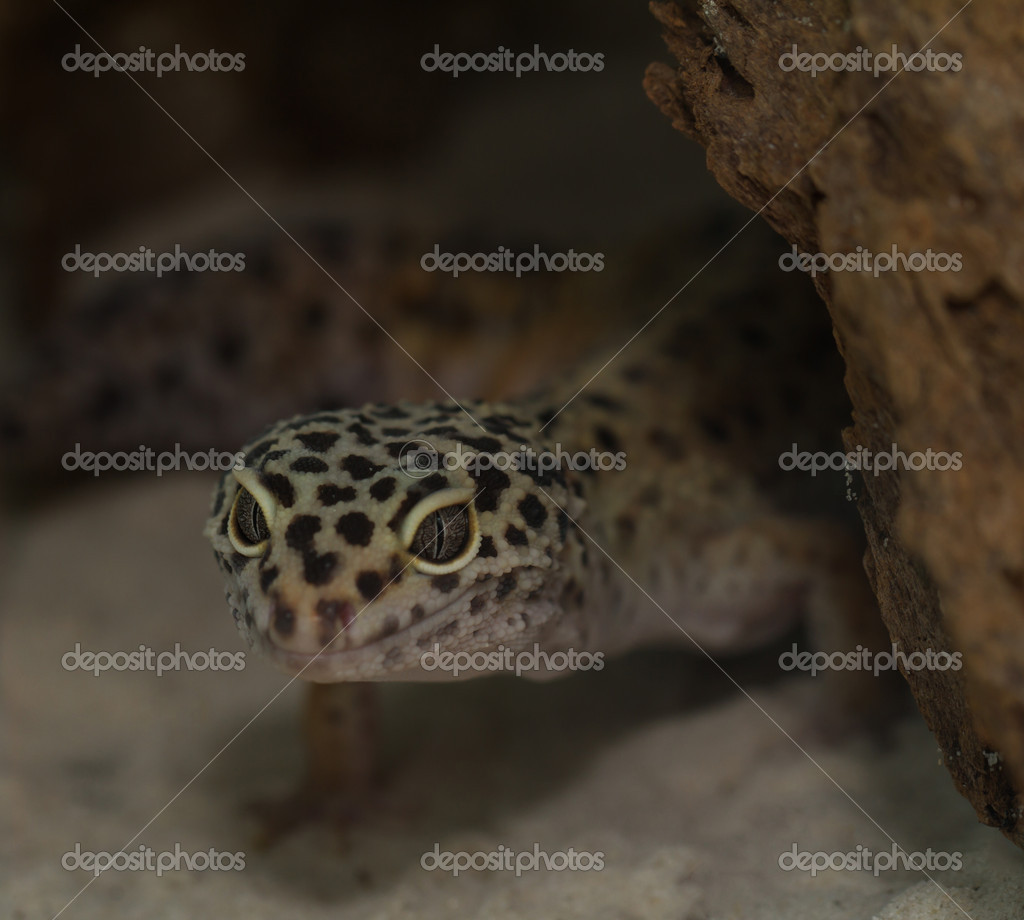 Leopard Spotted Gecko Smiling Smiling Leopard Gecko On - 