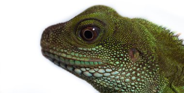 Baş ve bir yetişkin agama (Physignathus cocincinu göz)