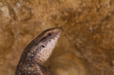 Varanus exanthematicus, savannah monitör kertenkele