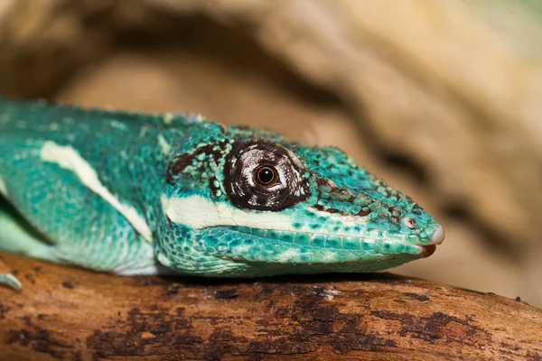 Caballero Anole — Foto de Stock