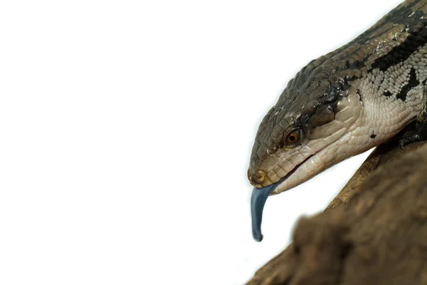 Blue tongued skink — Stock Photo, Image