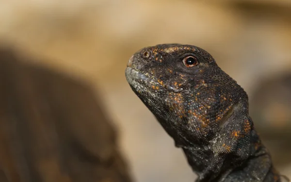 Egyptische uromastyx — Stockfoto