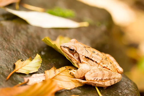 Gros plan d'une grenouille jaune — Photo