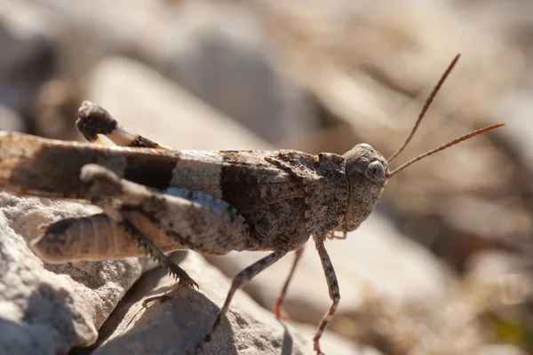 Bruin locust close-up — Stockfoto