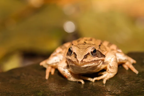 Close-up from a yellow frog — Stock Photo, Image