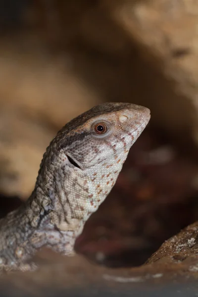 Varanus exanthematicus, savannah monitor lizards — Stock Photo, Image