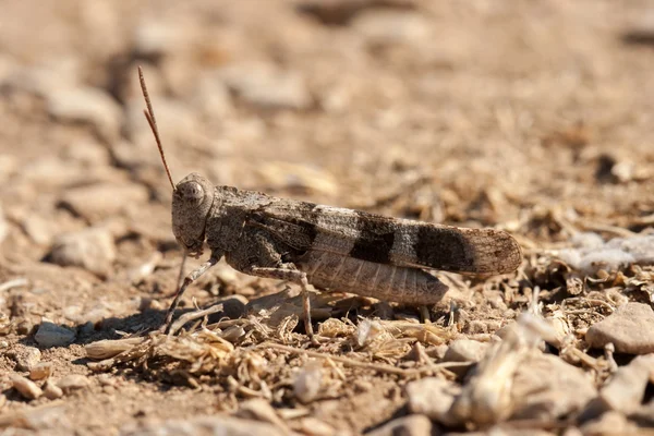 Hnědé locust zblízka — Stock fotografie