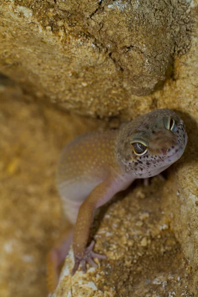 Smiling gecko — Stock Photo, Image