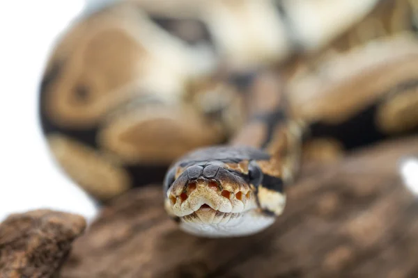 Kungspyton närbild (Python Regius) — Stockfoto