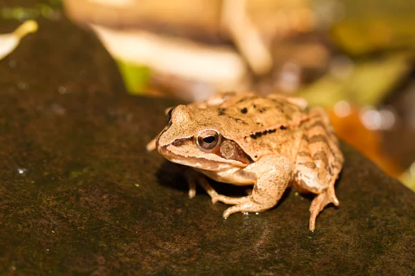 Primer plano de una rana amarilla — Foto de Stock