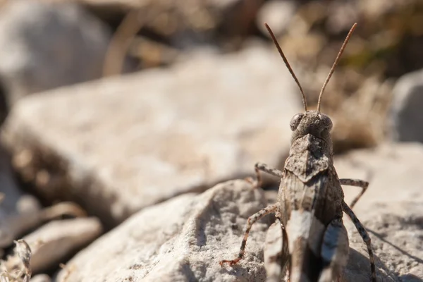 Hnědé locust zblízka — Stock fotografie