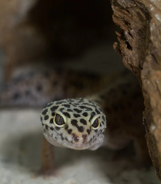 Geco leopardo sorridente sul deserto — Foto Stock