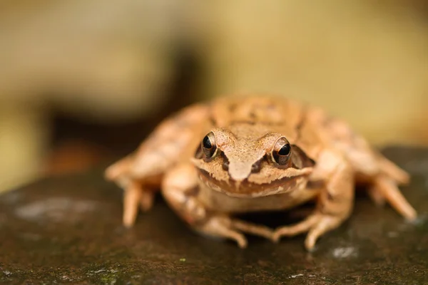 Primo piano da una rana gialla — Foto Stock