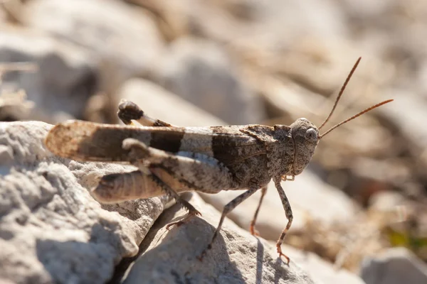 Brown locust close up — Stock Photo, Image
