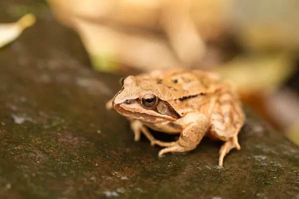 Nahaufnahme von einem gelben Frosch — Stockfoto