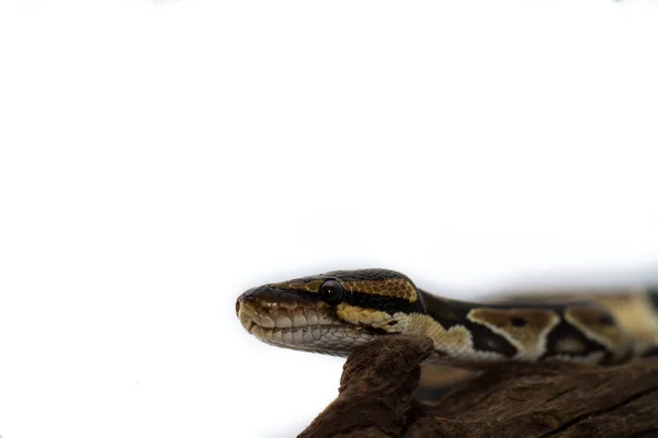 Kugelpython aus nächster Nähe (python regius)) — Stockfoto