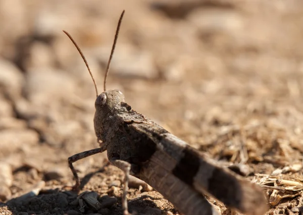 Hnědé locust zblízka — Stock fotografie