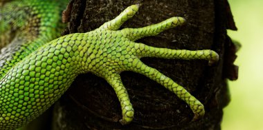 Yeşil iguana feet