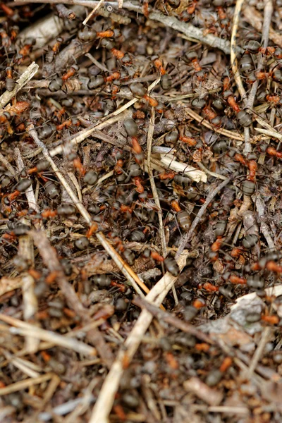 Ameisen und Ameisenhügel — Stockfoto