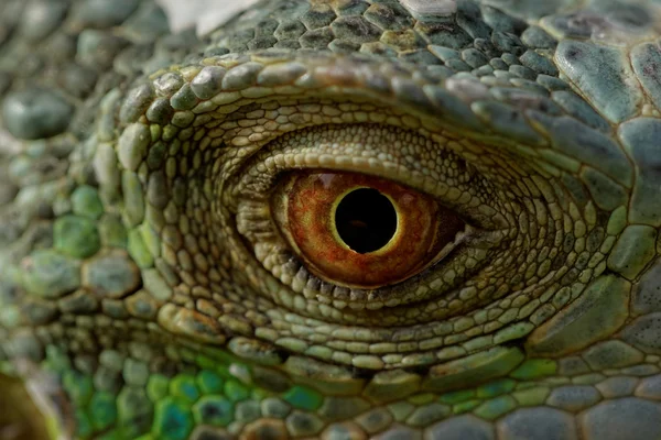 Olho de iguana — Fotografia de Stock