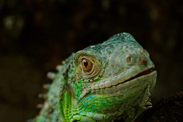 Portre bir yeşil iguana hakkında — Stok fotoğraf