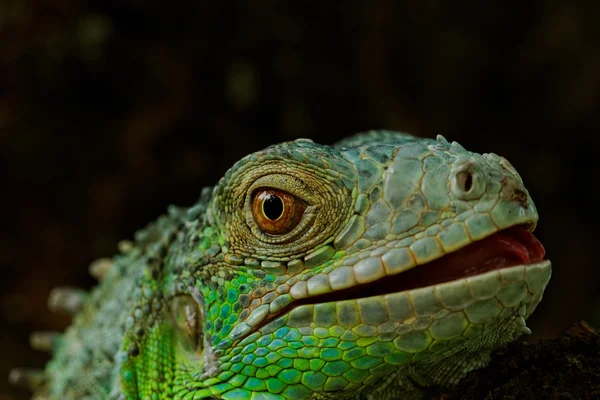 Retrato sobre uma iguana verde — Fotografia de Stock