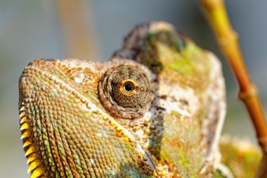 Bayağı calyptratus