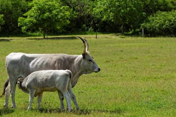 Hungarian grey cattle — Stock Photo, Image