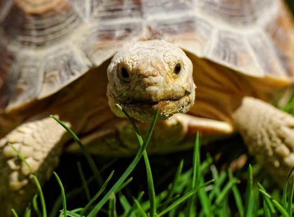 Tortuga estimulada africana — Foto de Stock