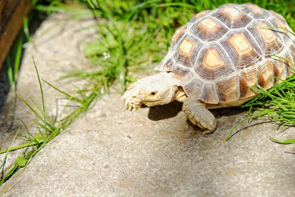 African Spurred Tortoise — Stock Photo, Image