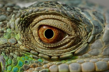 Yeşil iguana göz