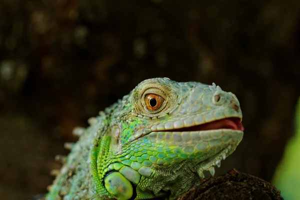 Portrait about a green iguana — Stock Photo, Image