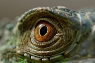 Yeşil iguana göz