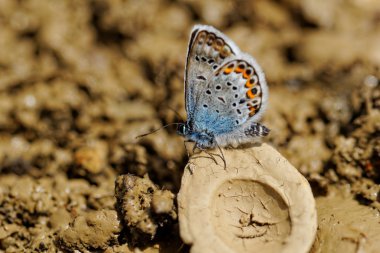 Gümüş çivili mavi (Plebejus argus) kelebek