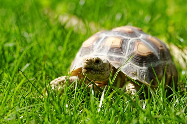 African Spurred Tortoise — Stock Photo, Image