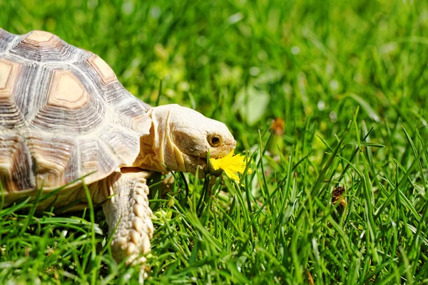 Tortuga estimulada africana — Foto de Stock