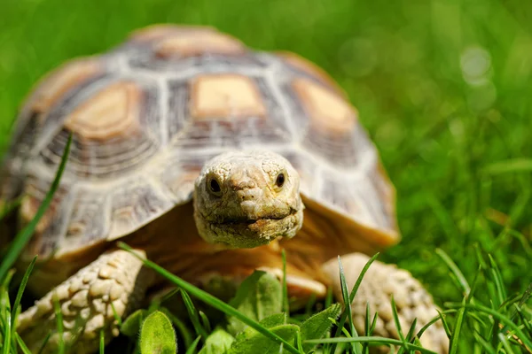 African Spurred Tortoise — Stock Photo, Image