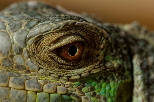 Зеленый глаз игуаны — стоковое фото